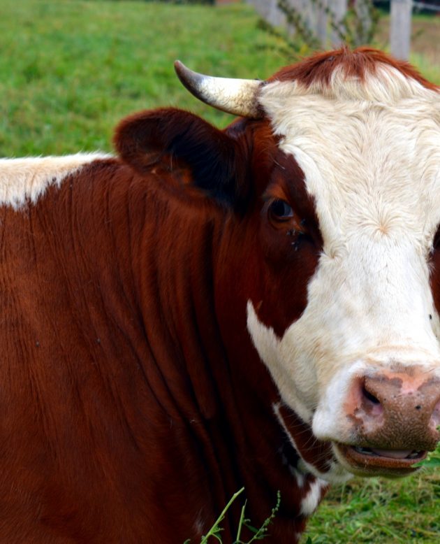 nature-grass-field-farm-meadow-animal-489321-pxhere.com (1)